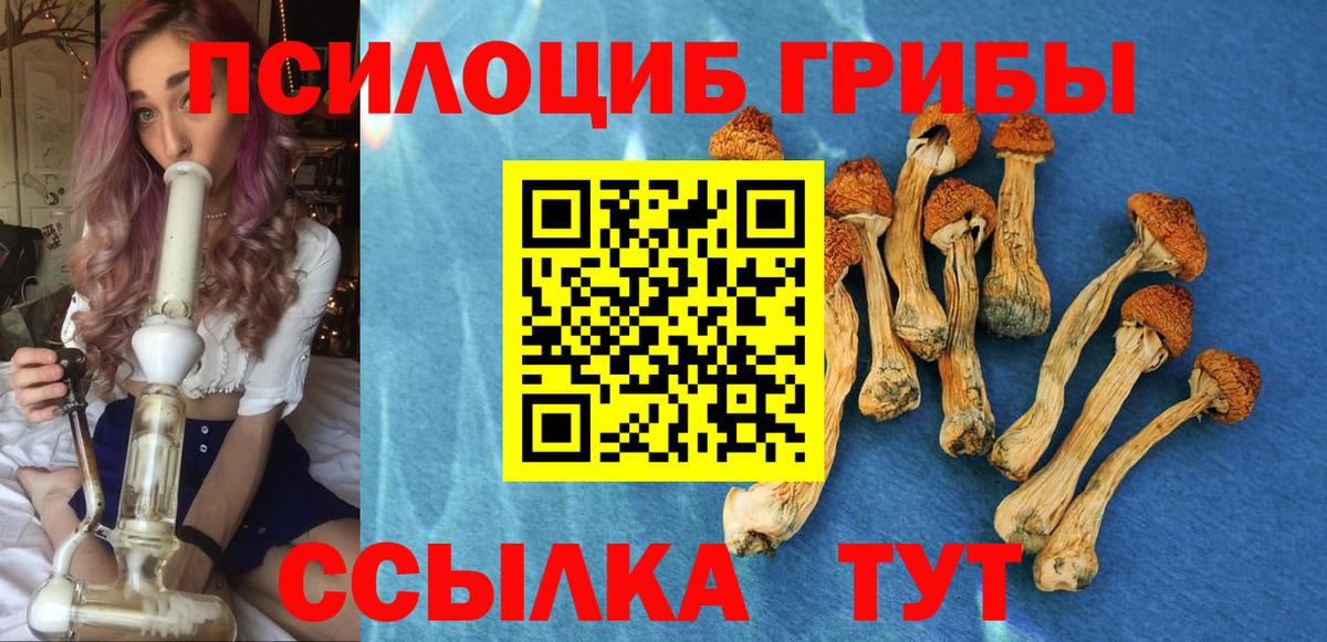 Котлас  Псилоцибиновые грибы Psilocybe  Вход с VPN 
